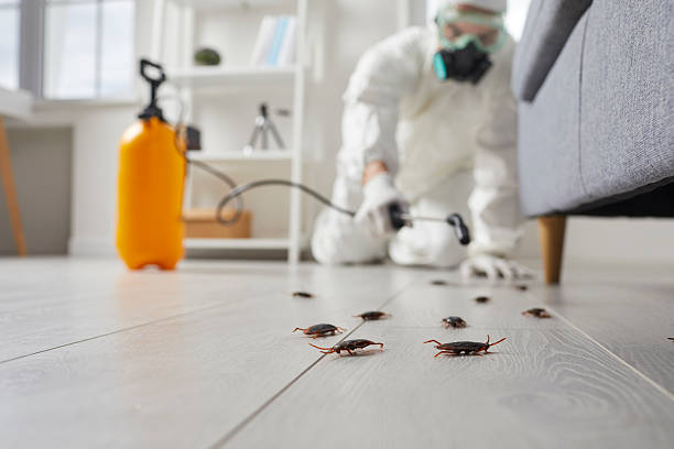Commercial Kitchen Cockroach Control in Cortez